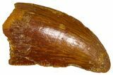 Bargain, Serrated Raptor Tooth - Real Dinosaur Tooth #376813-1